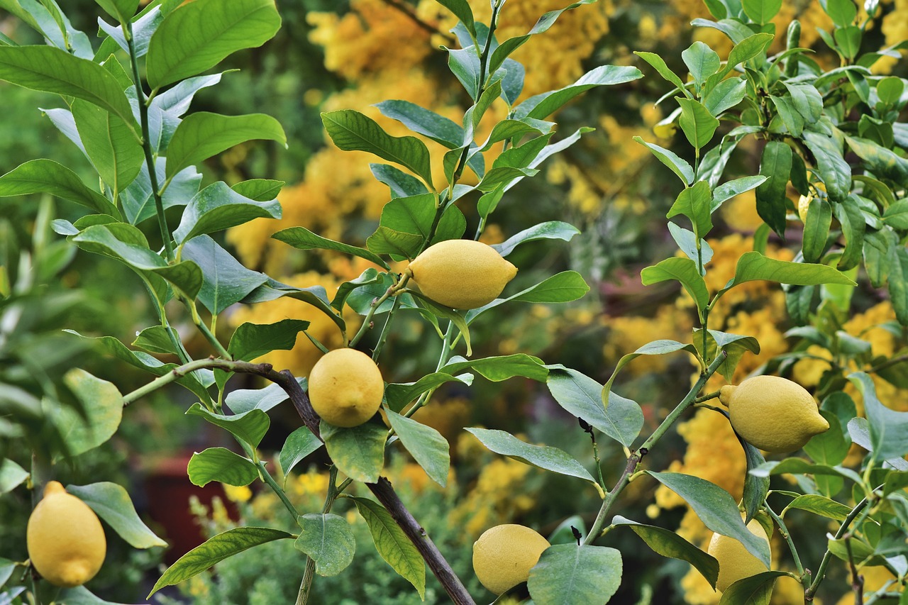 Creating and Maintaining an Organic Orchard
